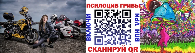 Купить где  Верея  Галлюциногенные грибы Psilocybe 